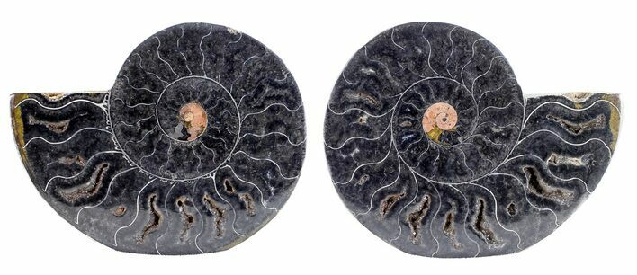 Split Black/Orange Ammonite Pair - Unusual Coloration #55609